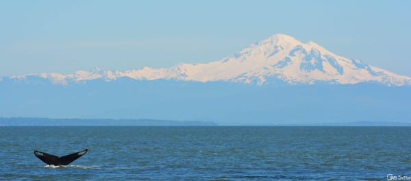 Steveston Seabreeze Adventures Vancouver by null