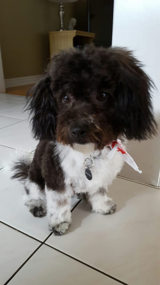 Pet Valu Closed Pet Stores 2563 Major Mackenzie Drive Maple On Phone Number