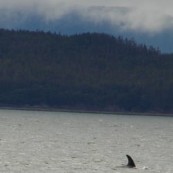 Harv and Marv's Outback Alaska Whale Watching