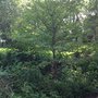 Photo of Arbor One Tree Service