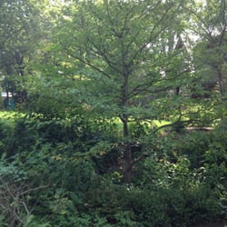 Arbor One Tree Service - Ornamental  trimmed and perfect