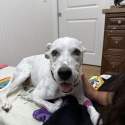 Toledo Blade Animal Clinic
