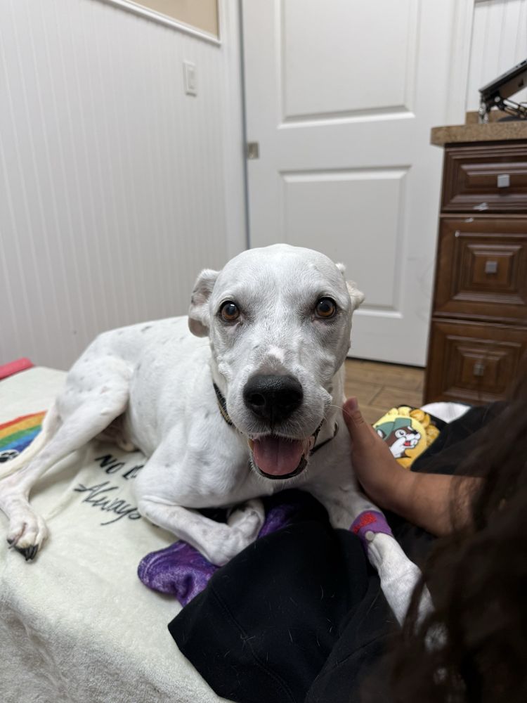 Toledo Blade Animal Clinic Image