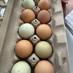 Fresh eggs Fresh eggs