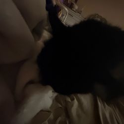 Savers - Kitty cat I found inside of a burger !