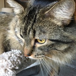 Kal Pals Pet Care