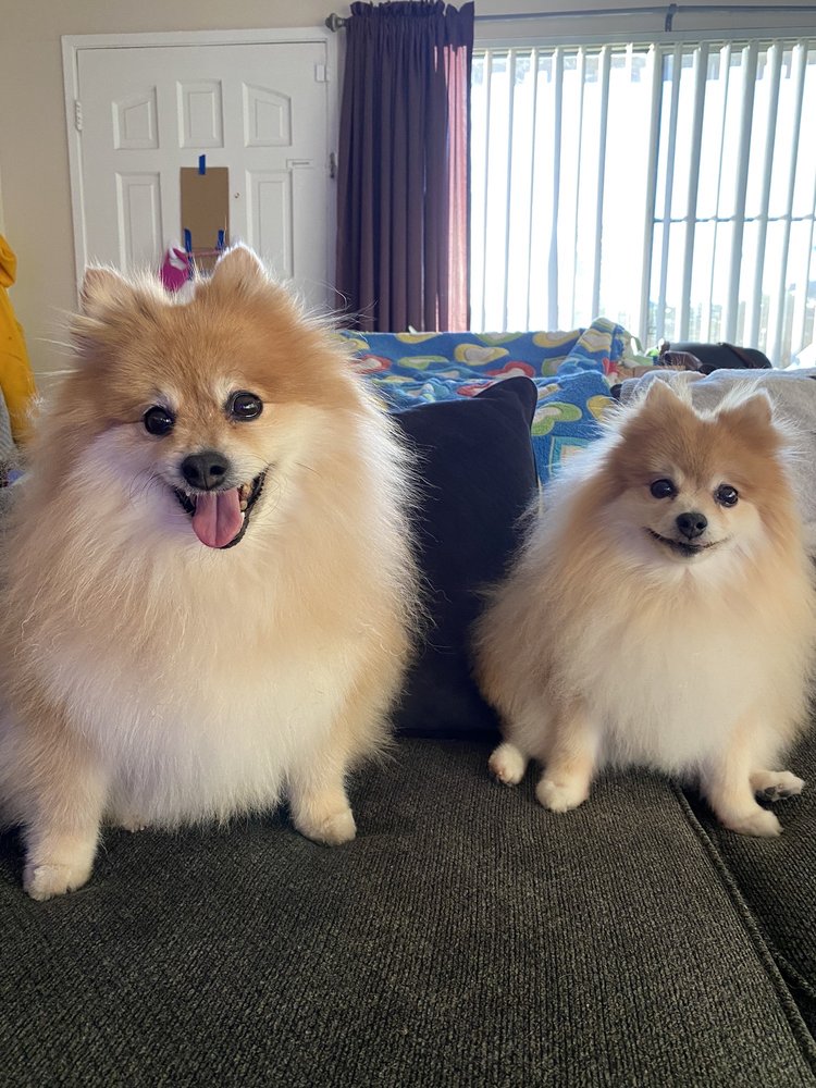 BETH’S PET SPA Updated October 2024 14 Photos & 13 Reviews 1028