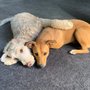 Photo of Dancin Woofs Dog Training & Day Care Center