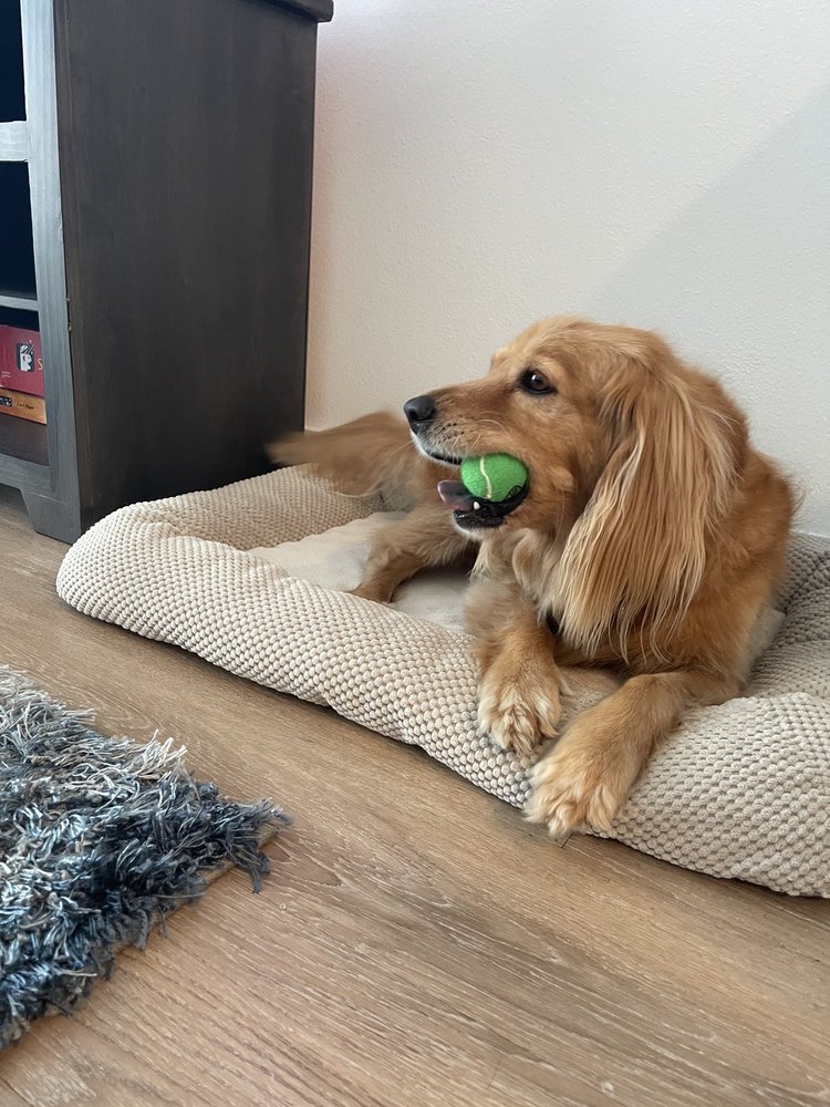 THE POPULAR PUP Dog Walkers Newport Beach, CA Phone Number Yelp