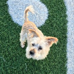 Dog Dayz Bozeman - Millie chillin' during outdoor playtime!