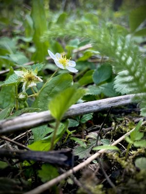 Bird Hills Nature Area by null
