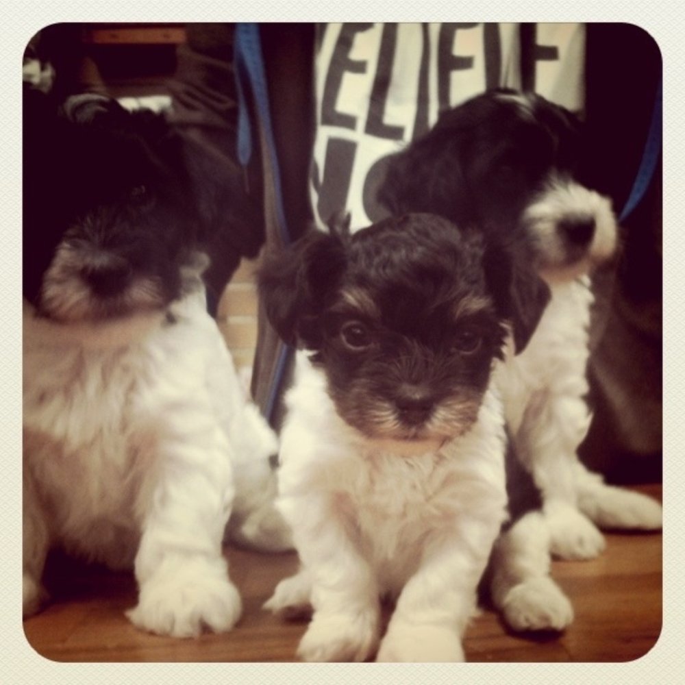Bones 2 Go - The store puppies! Tonks, Luna, and Tommy - Pet Stores Near Me - Jersey Village, Texas Bones 2 Go - The store puppies! Tonks, Luna, and Tommy - Pet Stores Near Me - Jersey Village, Texas