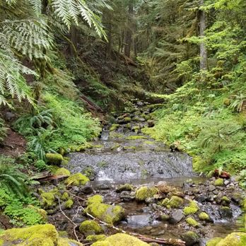 Old Salmon River Trail - Hiking Near Me - Clackamas, Oregon