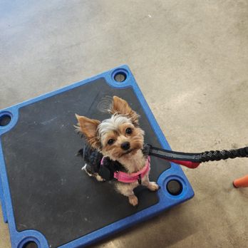 Zoom Room Dog Training - Pet Training Near Me - Cary, North Carolina
