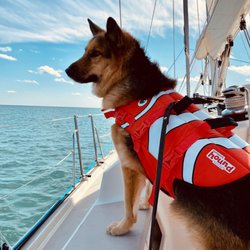 AnimAgus Pet Care - Captain Obie