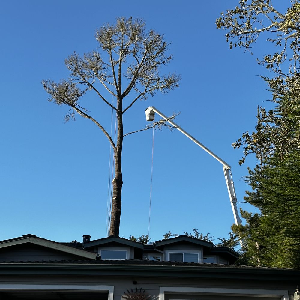 Ramirez Tree Service - Photo 3 - Tree Services Near Me Ramirez Tree Service - Photo 3 - Tree Services Near Me