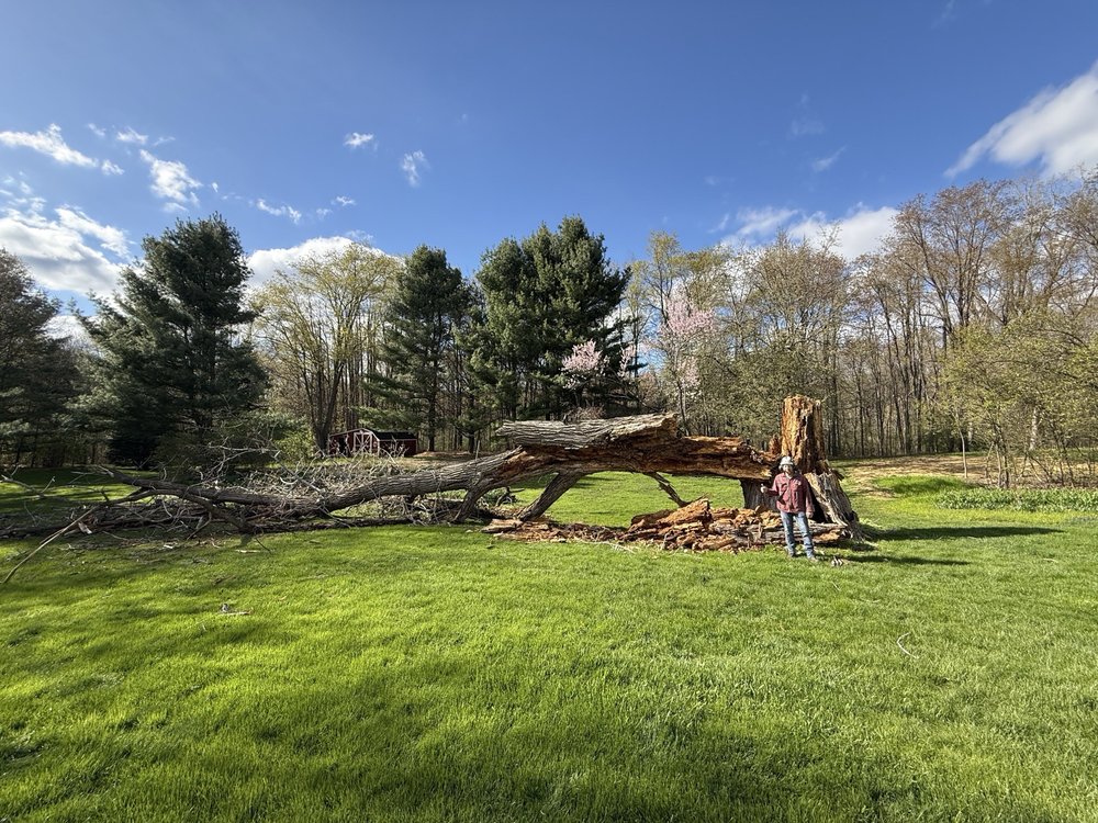 Callender Tree Service - tree service in Rockford, MI