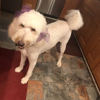 Blue Dog Pet Grooming - Miranda AFTER - Pet Groomers Near Me - Virginia Beach, Virginia