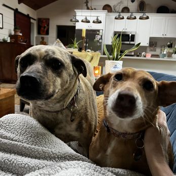 Fluffed Petcare - Pet Sitting Near Me Fluffed Petcare - Pet Sitting Near Me