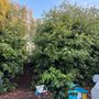 Patino landscaping