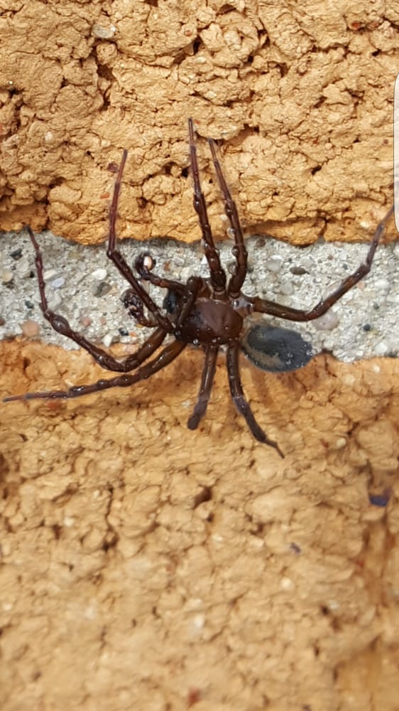 MOERMAN PEST CONTROL Updated August 2024 3969 Remembrance Rd, Grand