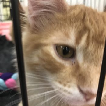 Nevada SPCA - Animal Shelters Near Me - Las Vegas, Nevada Nevada SPCA - Animal Shelters Near Me - Las Vegas, Nevada
