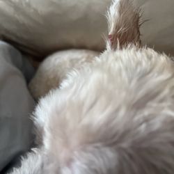 The Paw Depot