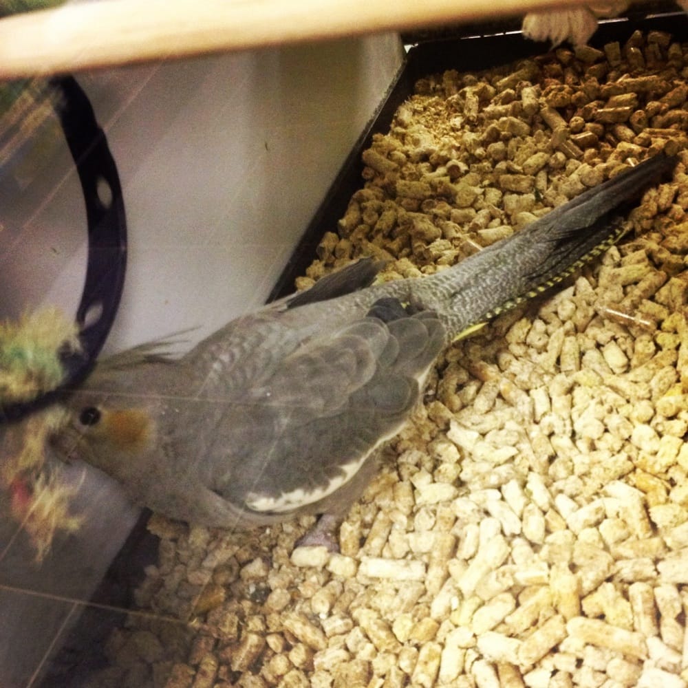 PLAY PEN PETS Updated June 2024 2331 66 Street NW, Edmonton, Alberta, Canada Pet Stores