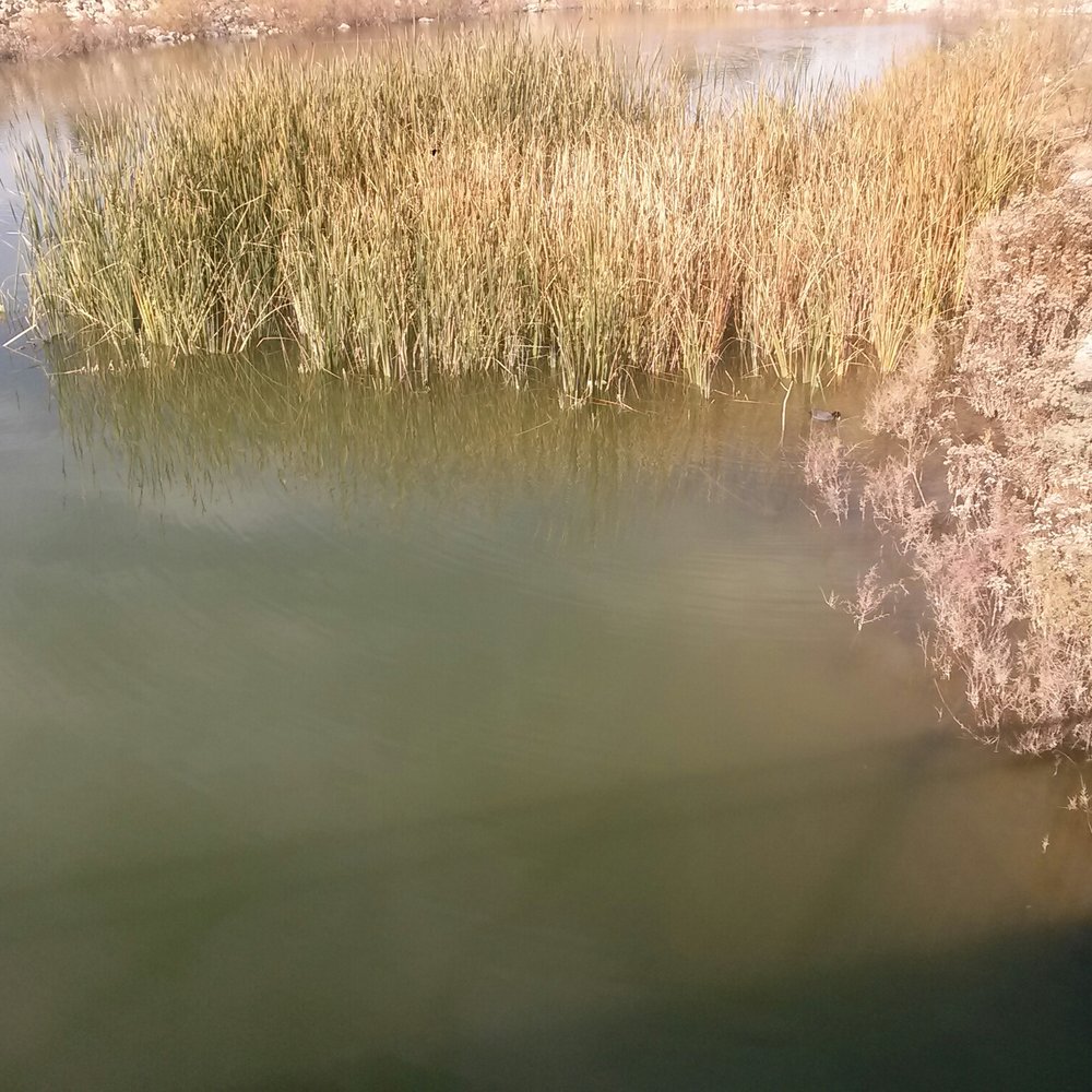 Cornerstone Park - Some reeds in the marshland - Lakes Near Me - Henderson, Nevada