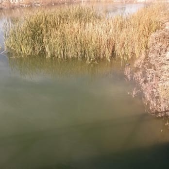 Cornerstone Park - Some reeds in the marshland - Lakes Near Me - Henderson, Nevada Cornerstone Park - Some reeds in the marshland - Lakes Near Me - Henderson, Nevada