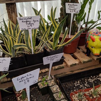 Bach's Cactus Nursery - Nurseries & Gardening Near Me - Tucson, Arizona