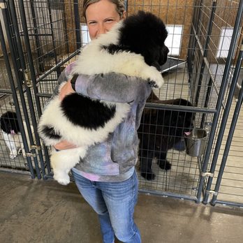 Ozark Legends Newfoundlands - Cleanest facilities. - Pet Breeders Near Me - West Plains, Missouri Ozark Legends Newfoundlands - Cleanest facilities. - Pet Breeders Near Me - West Plains, Missouri
