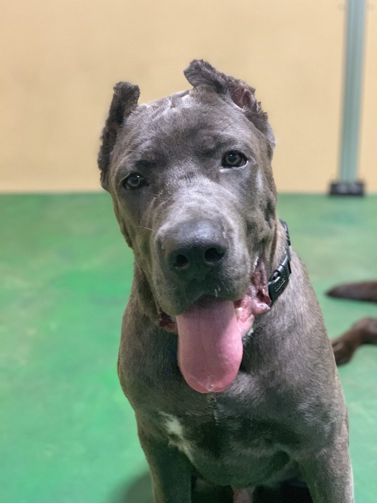 BARKING LODGE PET RESORTS 116 Photos & 142 Reviews 1221 Burt Pl