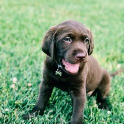 Pawsitive Pup Dog Training