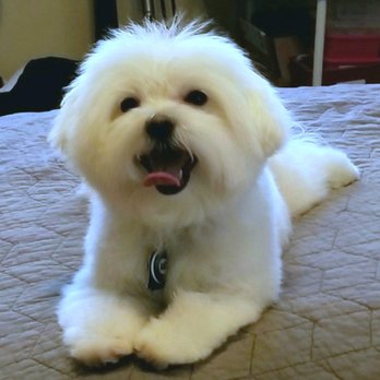 Doggy Details - Look at Biscuit's big smile after getting his haircut with Doggie Details! - Pet Groomers Near Me Doggy Details - Look at Biscuit's big smile after getting his haircut with Doggie Details! - Pet Groomers Near Me