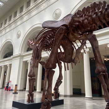 Field Museum - Patagotitan mayorum - largest land terrestrial dinosaur known - Museums Near Me - Chicago, Illinois