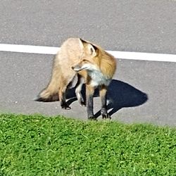 Cavendish Beach - This was a fox running around as we were leaving Prince Edward Island National Park.  Photo taken October 24, 2017.