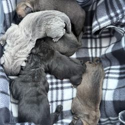 Pryor Veterinary Hospital - Litter that Dr. Beck saved doing three surgeries while not disturbing them in the uterine horns.