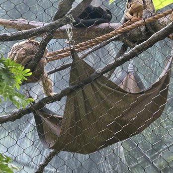 The Buffalo Zoo - Black howler monkeys in tropical rainforest - Zoos Near Me - Buffalo, New York