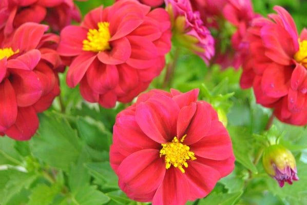 Peoria Road Farm Market by null