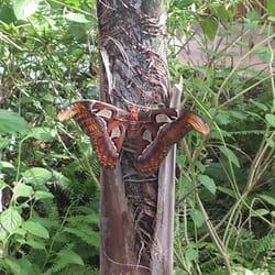 East Valley Academy Charter School - From a recent fieldtrip to Butterfly Wonderland.