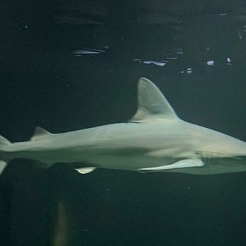 National Aquarium - Aquariums Near Me - Baltimore, Maryland National Aquarium - Aquariums Near Me - Baltimore, Maryland