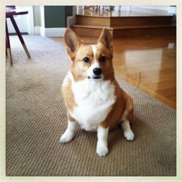 My handsome Corgi post-bath! My handsome Corgi post-bath!
