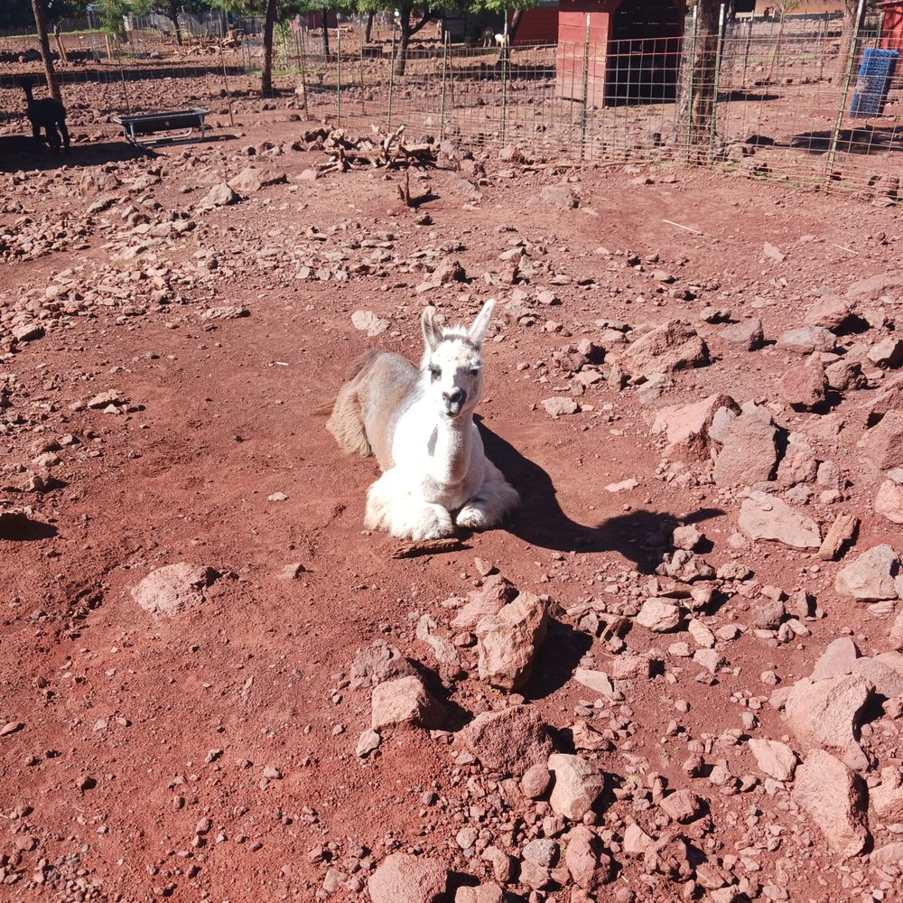 Grand Canyon Deer Farm - Zoos Near Me - Williams, Arizona Grand Canyon Deer Farm - Zoos Near Me - Williams, Arizona