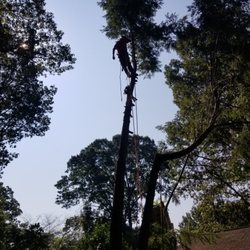 M & M Landscaping & Property Preservation - M&M Tree Climber cutting down tree