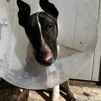 Pet Doctor of Chandler - Abel home recovering - Veterinarians Near Me - Chandler, Arizona Pet Doctor of Chandler - Abel home recovering - Veterinarians Near Me - Chandler, Arizona