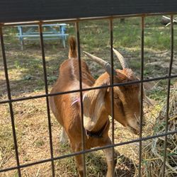 Noah's Ark Animal Sanctuary