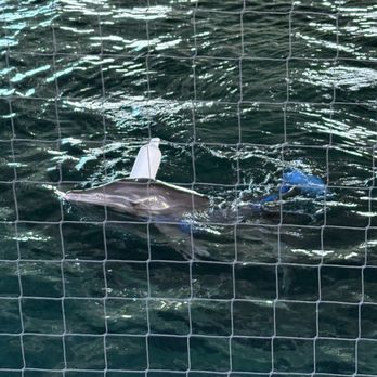 Clearwater Marine Aquarium - Aquariums Near Me - Clearwater, Florida