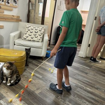 Kitty Cat Lounge - Coffee & Tea Near Me - Lakeland, Florida