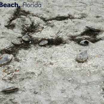 Sand Key Park - Lots of washed up clams on the day we visited. - Beaches Near Me - Clearwater Beach, Florida